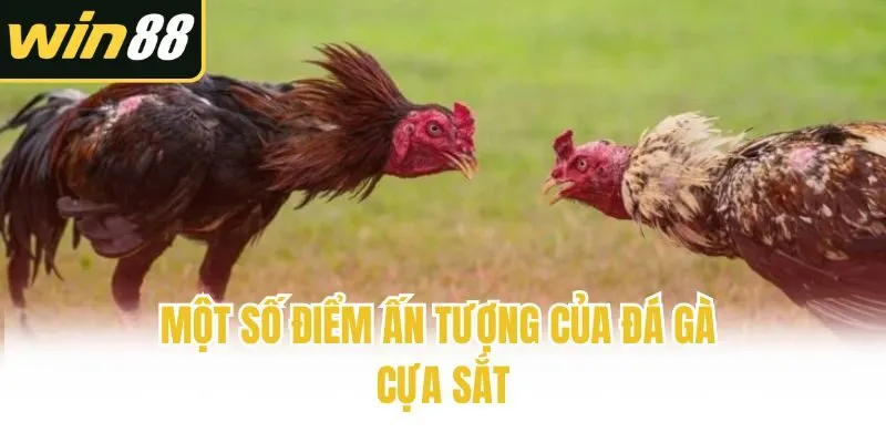 Đá Gà Cựa Sắt: Gợi Ý Bí Kíp Chơi Bất Bại Cho Tân Sư Kê - mixon