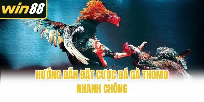 Đá Gà Thomo - Sân Chơi Sống Còn Nảy Lửa Của Thần Kê - mixon