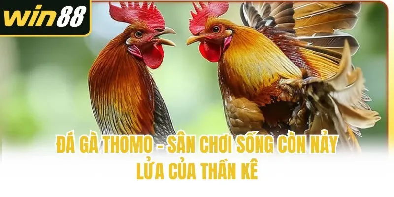 Đá Gà Thomo - Sân Chơi Sống Còn Nảy Lửa Của Thần Kê - mixon