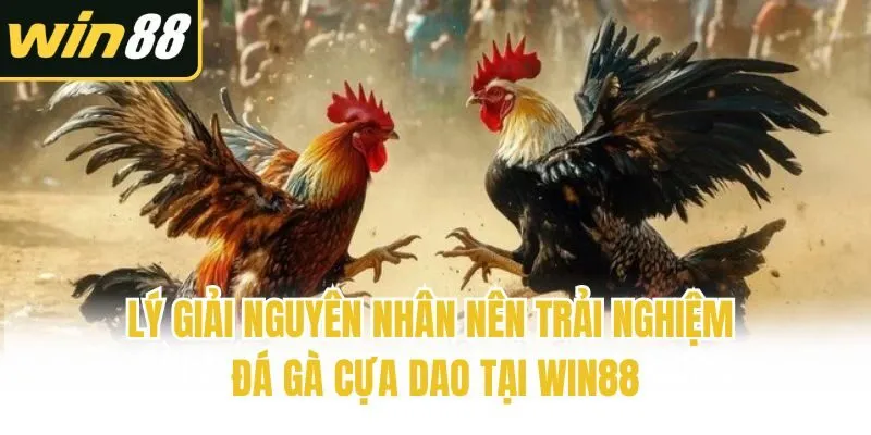Đá Gà Cựa Dao - Giải Trí Cá Độ Không Giới Hạn Cùng Chiến Kê - mixon