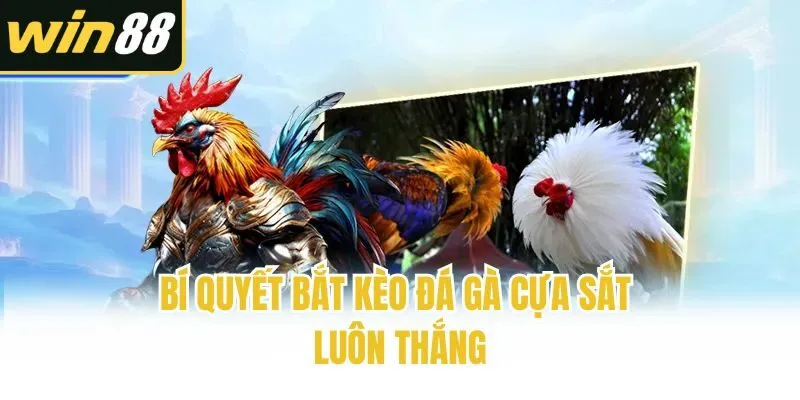 Đá Gà Cựa Sắt: Gợi Ý Bí Kíp Chơi Bất Bại Cho Tân Sư Kê - mixon
