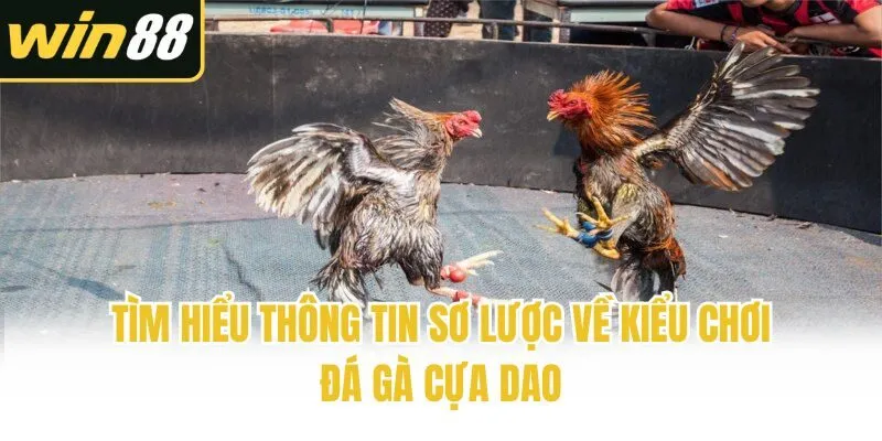 Đá Gà Cựa Dao - Giải Trí Cá Độ Không Giới Hạn Cùng Chiến Kê - mixon