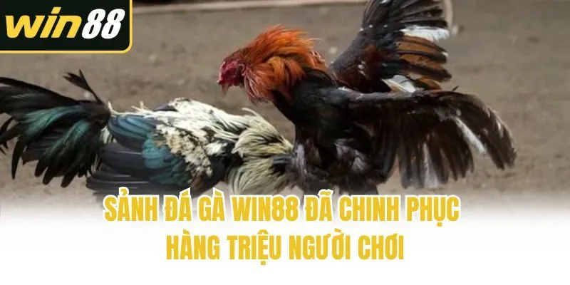 Đá gà - Cập Nhật Mới Nhất | Win88 - mixon